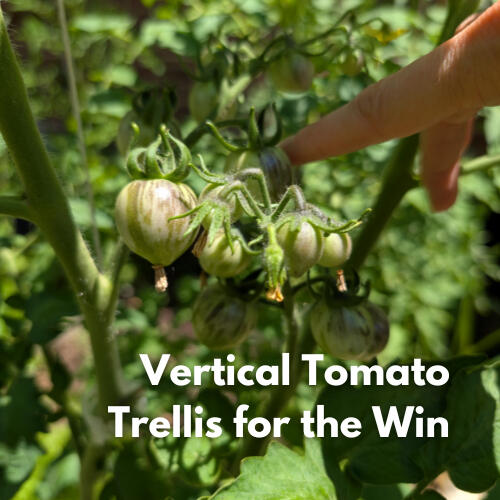 Cluster of green tomatoes growing on a staked vertical trellis in the garden.