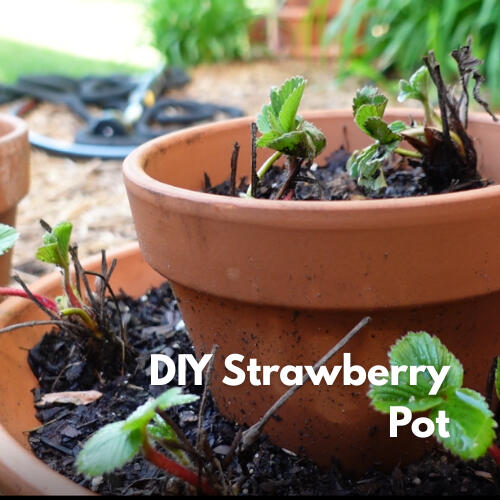 Terra-cotta pot filled with young strawberry plants and fresh potting soil.